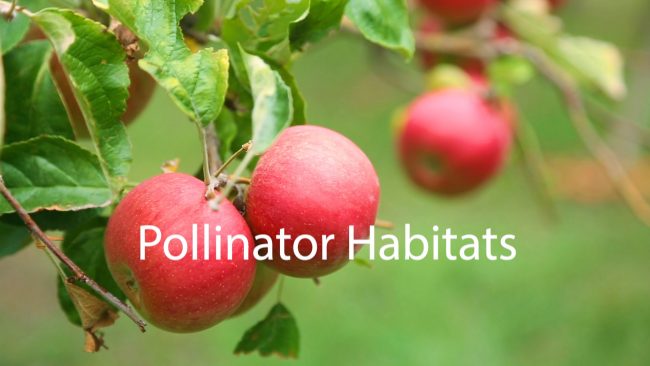 Adopt an Acre with Cub Foods