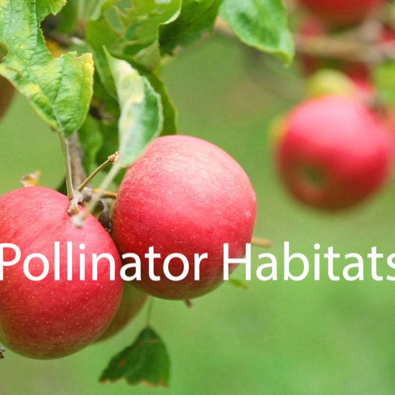 Adopt an Acre with Cub Foods Adopt an Acre with Cub Foods