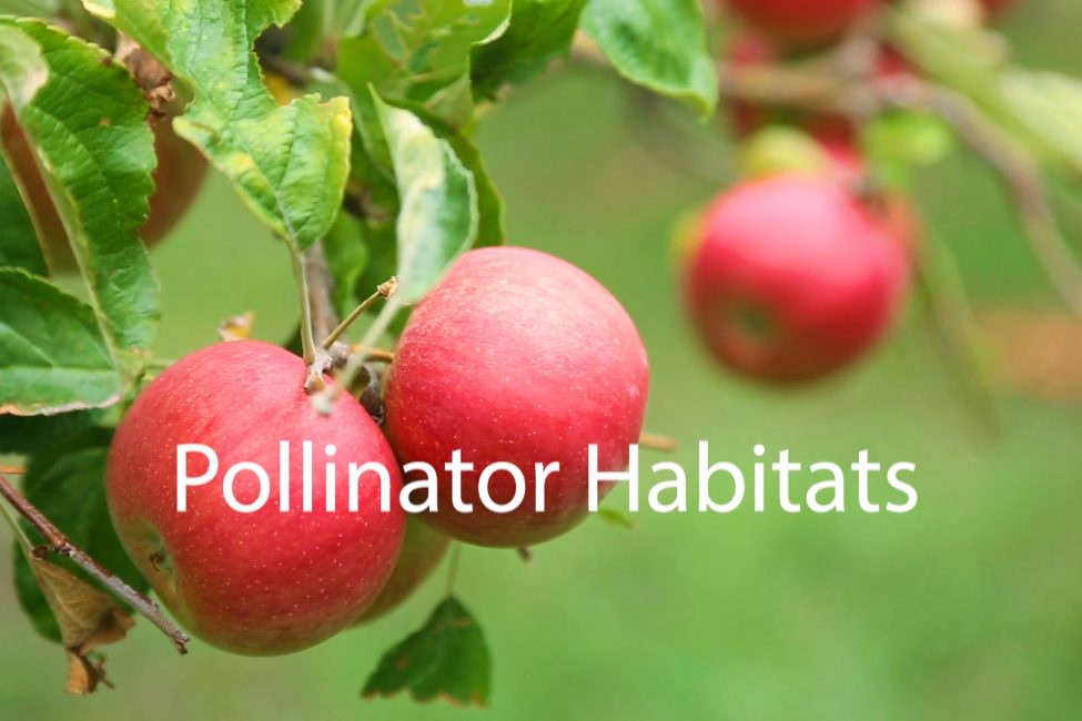 Adopt an Acre with Cub Foods